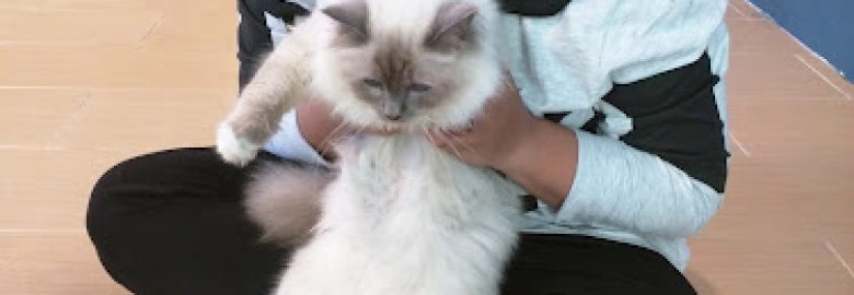 JohanAndHisCats Studio